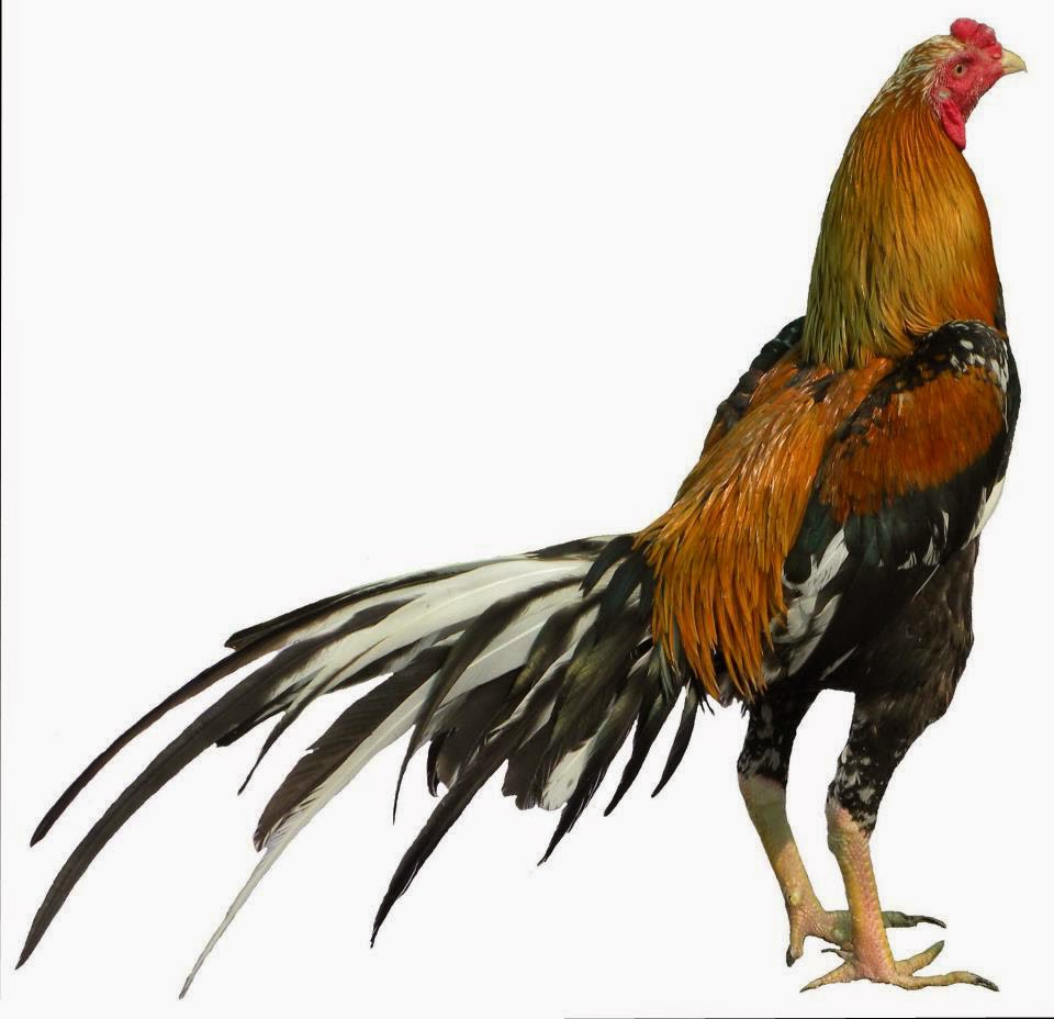 Top Gambar Kartun Ayam Laga Kolek Gambar