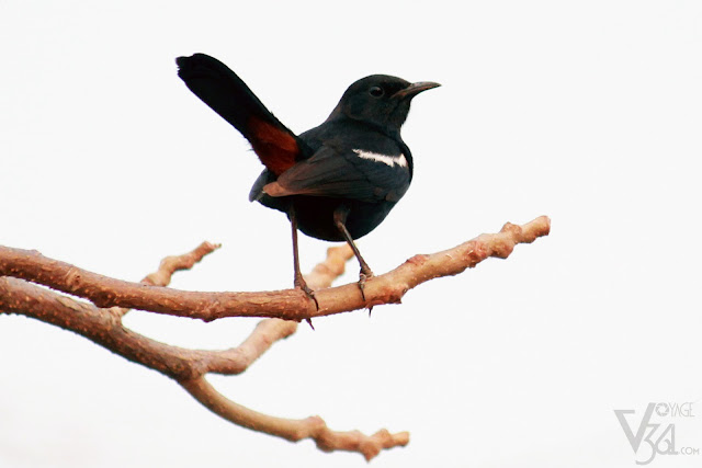 Indian Robin