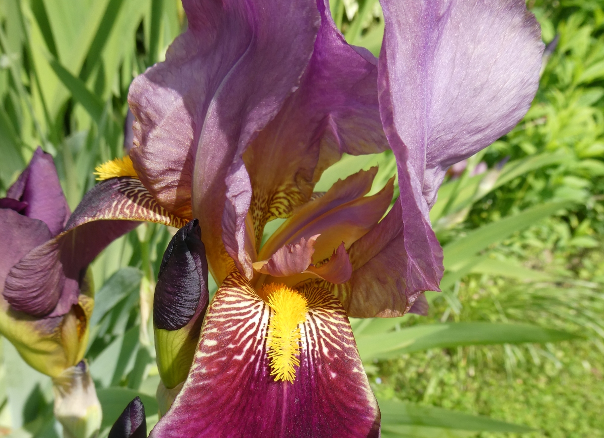 Iris-violet