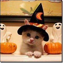 zzzhalloweencat