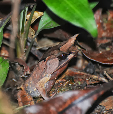 Borneo Horned Frog (Megophrys nasuta)