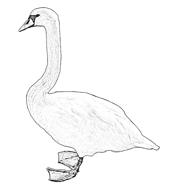 swan sketch