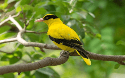 burung kepodang jawa