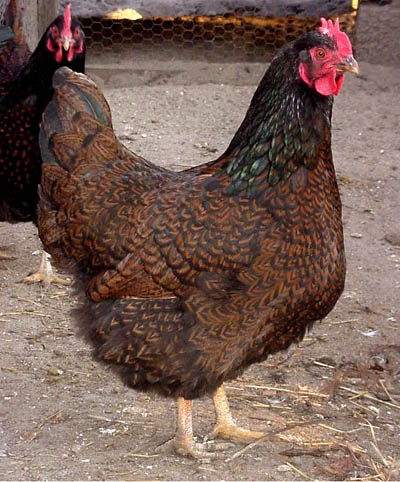 chicken breeds images. chicken breeds pictures.