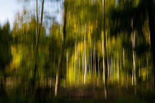 Naturfotografie Waldfotografie Weserbergland Olaf Kerber