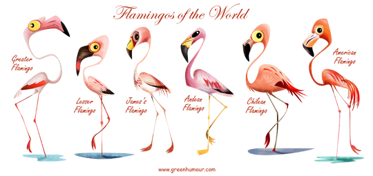 Green Humour Flamingos Of The World