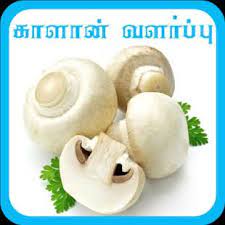 Apply for mushroom cultivation training