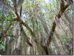 Spanish Moss
