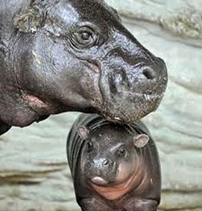 Amazing Pictures of Animals, Photo, Nature, Incredibel, Funny, Zoo, Hippopotamus, Hippopotamus amphibius, Mammals, Artiodactyl, Alex (1)