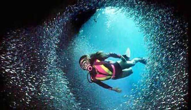  Indonesia ialah salah satu tujuan scuba diving terbaik di dunia 20 SCUBA DIVING TERBAIK DI INDONESIA