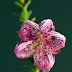 Melaleuca pulchella from Western Australia - claw flower