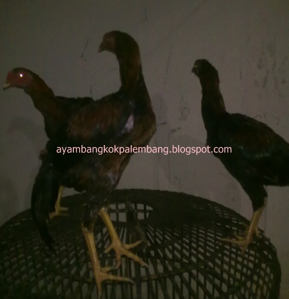 Ayam Bangkok Palembang Lacuran Blurang bungkuk