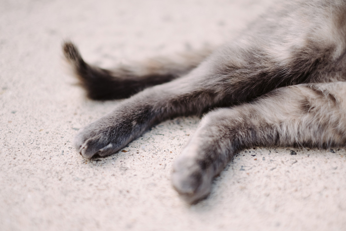 close up of cat feet