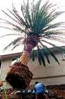 Phoenix canariensis