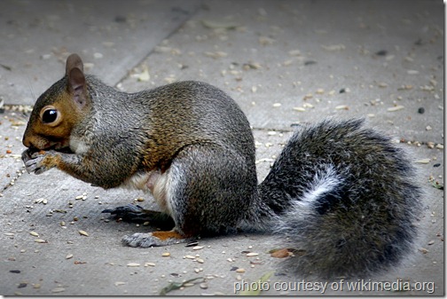 Grey_squirrel