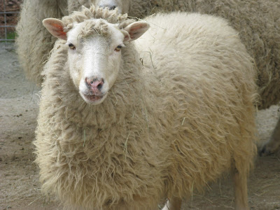 Sheep animal's Photo