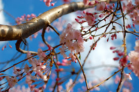 Grow, gardening, flowering crab apple tree