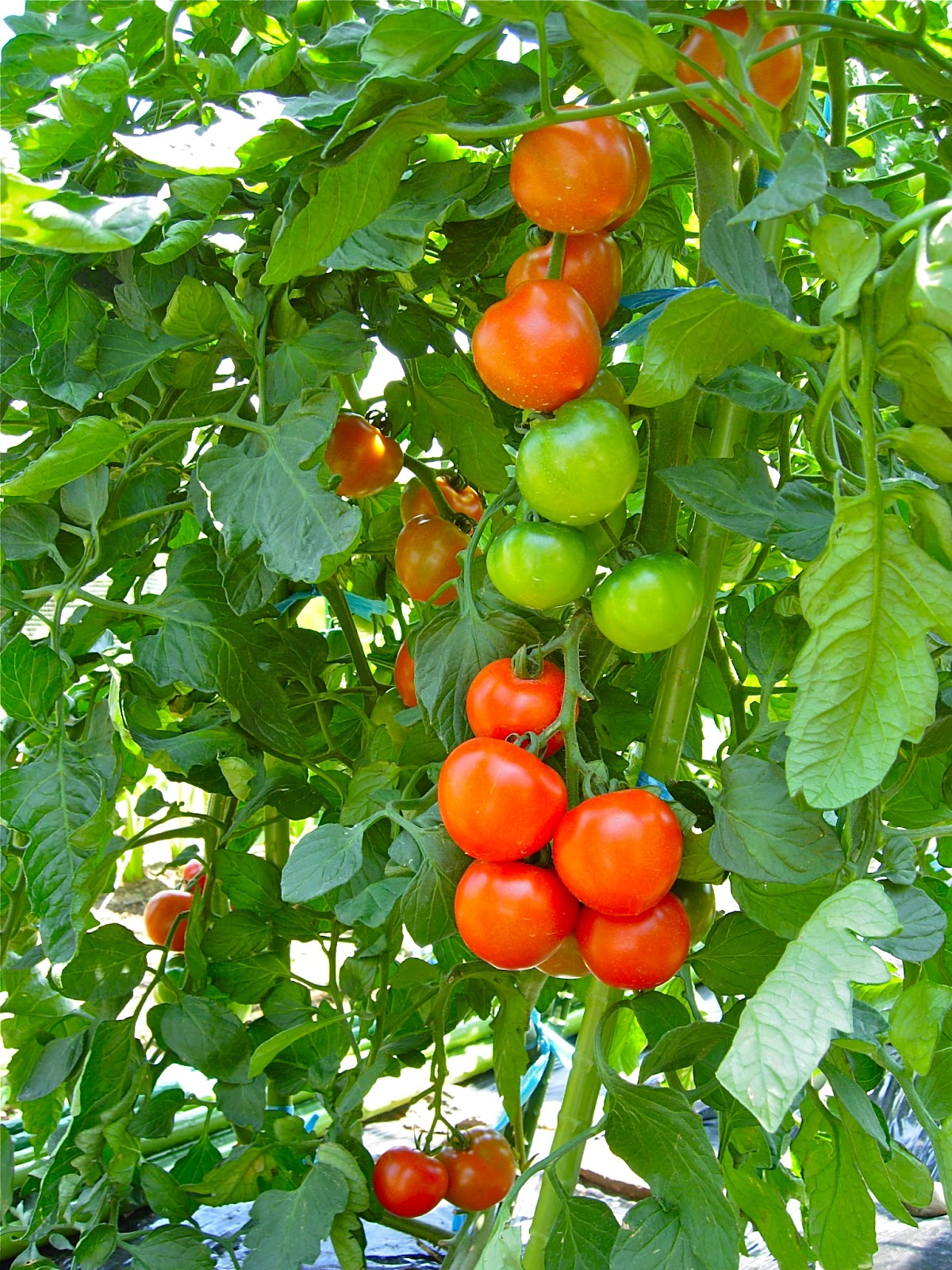 菜園ブログ トマトの２本仕立て