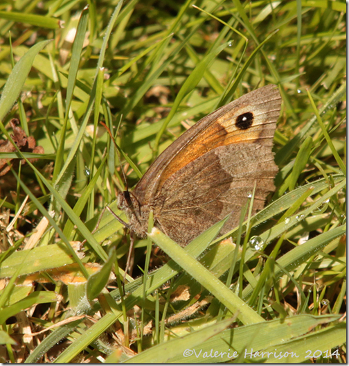 Meadow-Brown