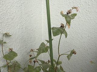 そばの花70日目