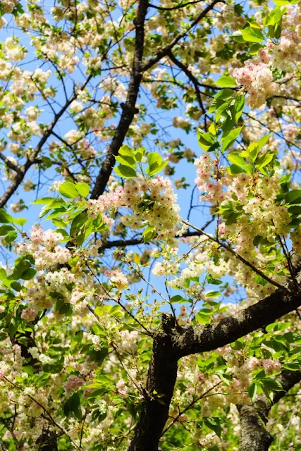 金櫻神社のご神木・鬱金（ウコン）の桜