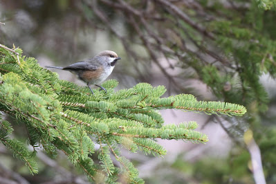 Boreal Chickadee Trans Canada Trail Newfoundland.