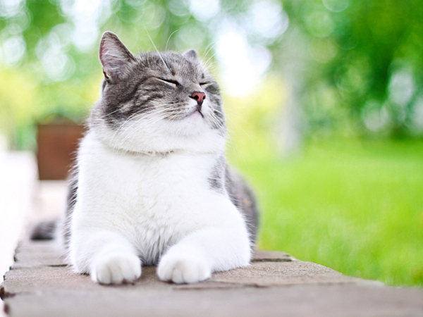HONEY VETS: Jadual Penjagaan Kucing Sepanjang Ramadhan 