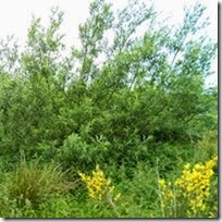 thumbnail_willow