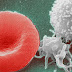 Come rigenerare il tuo intero sistema immunitario in sole 72 ore