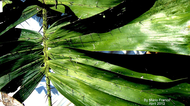 Folha cariota-espinhenta, Ruffle Palm