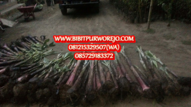 jual bibit pisang raja nangka, bibit pisang raja nangka, pisang raja nangka, bibit pisang raja nangka siap tanam, jual bibit pisang raia nangka siap tanam. jual bibit pisang raja nangka murah, budidaya pisang raja nangka, harga bibit pisang raja nangka, harga pisang raja nangka, merawat pisang raja nangka, jual bibit pisang raja nangka siap tanam, jual bibit pisang raja nangka unggul, olahan pisang raja nangka, keripik pisang raja nangka, pusat pembibitan pisang raja nangka, jual bibit pisang raja nangka di purworejo, bibit pisang raja nangka,