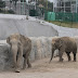 Los elefantes Bireki y Benny se aparean para su pronta reproducción, en Ecatepec