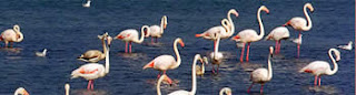 See Pink Flamingos from your barge - Barge charters with ParadiseConnections.com