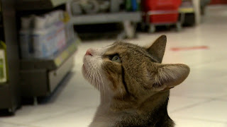 El 'gato mendigo' de Estambul engaña a los compradores para obtener 10 comidas al día