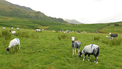 Cumbrian sheep