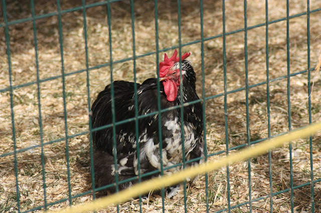 black chicken at petting zoo