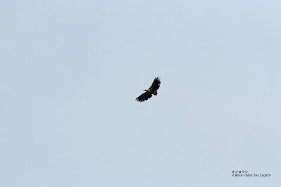 オジロワシ　White-tailed Sea Eagle