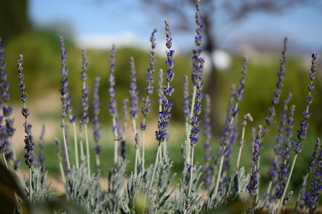 garden bloggers bloom day, gbbd, desert garden, february, small sunny garden, amy myers, lavender, goodwins creek gray