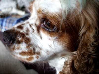 spaniel side of face