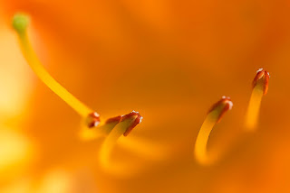 Farbenrausch im Innern der Blüte einer Flammen-Azalee.