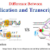 Differences between DNA Replication and Transcription