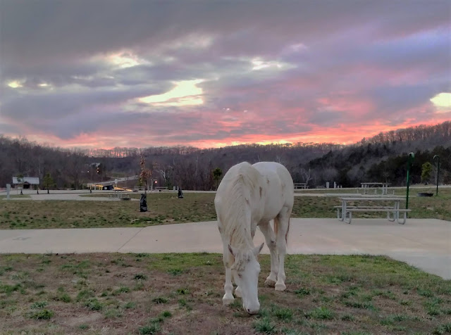 Wild horse, Echo Bluffs State Park, Missouri. November 2017.