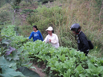 Petani sayuran di Dusun Rantelemo