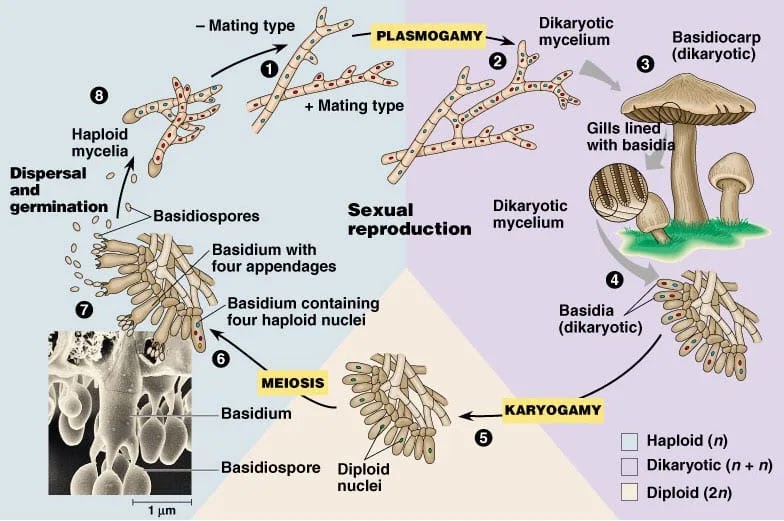 Basidiomycota Life cycle