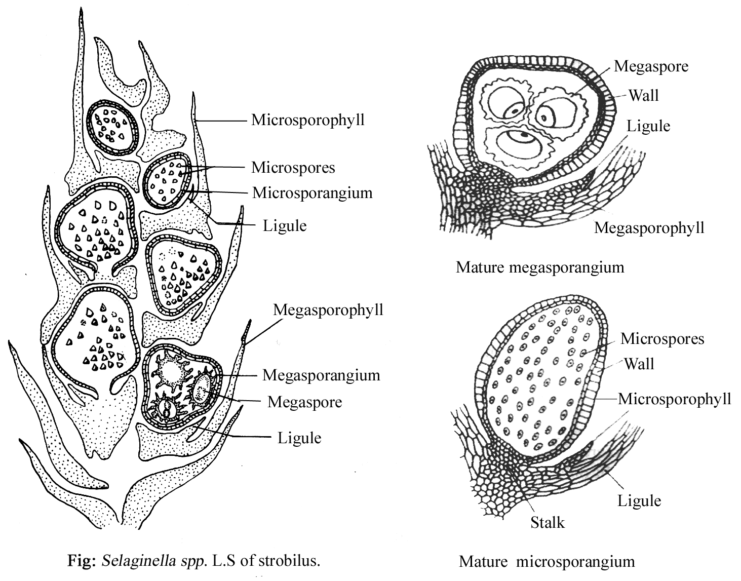Selaginella Classification Structure Of Sporophyte