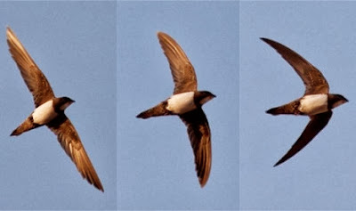 Burung Alpine Swift, Bisa Terbang Selama 6 Bulan Nonstop
