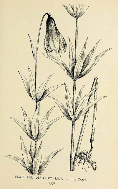 Лилия Грея (Lilium grayi)