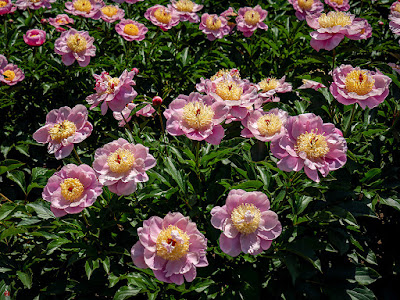 Shakuyaku (Paeonia lactiflora) flowers：Ofuna Botanical Garden