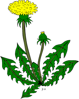 Dandelions are a part of a healthy lawn