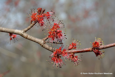 red maple blooms